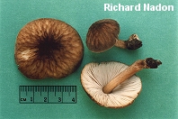 Pluteus granularis