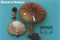 Pluteus granularis