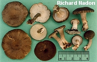 Polyporus brumalis