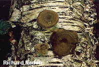 Polyporus brumalis