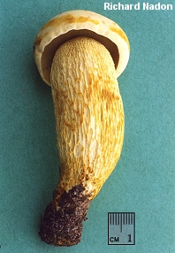 Retiboletus ornatipes