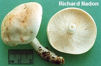 Rhodocollybia maculata