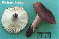 Russula mariae