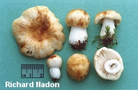 Russula pectinatoides