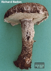 Strobilomyces floccopus