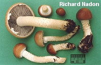 Stropharia hornemannii