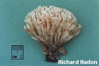 Tremellodendron schweinitzii