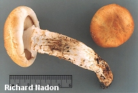 Tricholoma focale