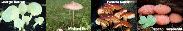 Some mushrooms in the Physalacriaceae Clade