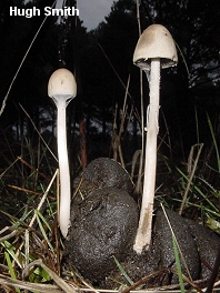 Panaeolus semiovatus