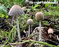 Coprinus domesticus