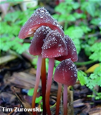 Marasmius plicatulus