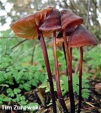 Marasmius plicatulus