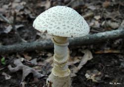 Amanita multisquamosa