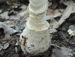 Amanita multisquamosa