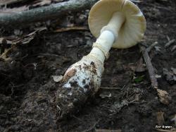 Amanita multisquamosa