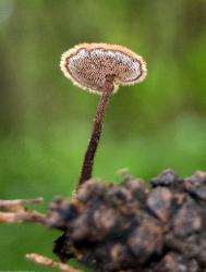 Auriscalpium vulgare