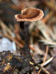 Auriscalpium vulgare