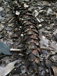 Baeospora myosura