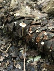 Baeospora myosura