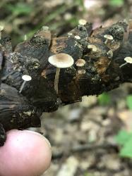 Baeospora myosura