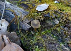 Callistosporium luteo-olivaceum