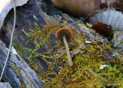 Callistosporium luteo-olivaceum