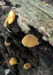 Callistosporium luteo-olivaceum