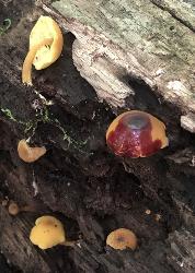 Callistosporium luteo-olivaceum KOH reaction