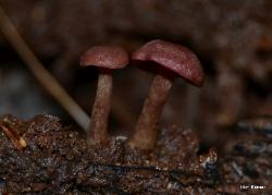 Callistosporium purpureomarginatum