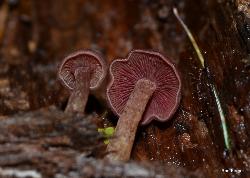Callistosporium purpureomarginatum