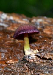 Callistosporium purpureomarginatum