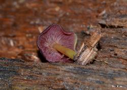 Callistosporium purpureomarginatum