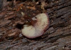 Callistosporium purpureomarginatum