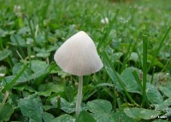 Conocybe apala