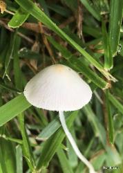 Conocybe apala