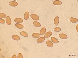 Conocybe apala spores