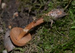 Cortinarius distans