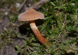 Cortinarius distans
