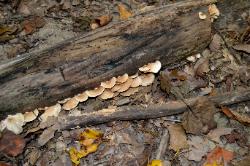 Crepidotus crocophyllus