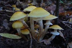 Armillaria mellea