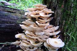 Armillaria mellea