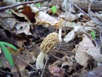 Morchella diminutiva