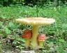 Time-lapse Amanita mushrooms
