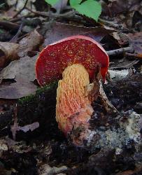 Butyriboletus frostii