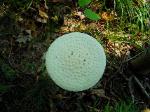 Amanita cokeri