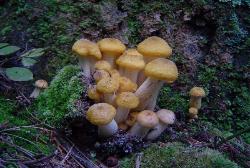 Armillaria mellea