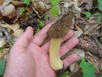Morchella angusticeps