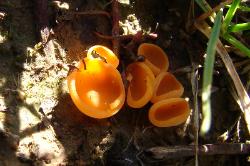Aleuria aurantia