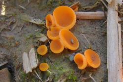 Aleuria aurantia